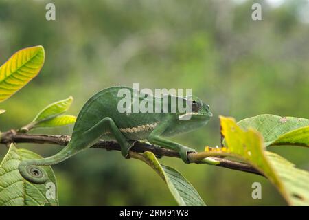 Furcifer bifidus klettert auf dem Ast in Madagaskar. Grean Chamäleon im Wald. Stockfoto