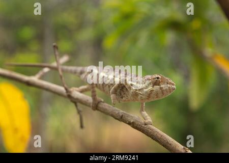 Panther Chamäleon klettert auf dem Ast in Madagaskar. Furcifer pardalis im Wald. Braunes Chamäleon auf dem Madagaskar-Parkplatz. Stockfoto