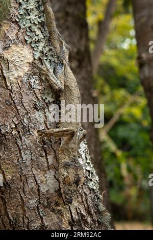 Gewöhnlicher flacher Schwanz-Gecko auf dem Baumstamm in Madagaskar. Uroplatus fimbriatus versteckt sich im Wald. Gecko mit perfekter Tarnung Stockfoto