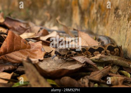 Acrantophis madagascariensis schlängelt zwischen trockenen Blättern in Madagaskar. Madagaskar Bodenboa im Wald. Braune Boa auf dem Madagaskar-Parkplatz. Stockfoto