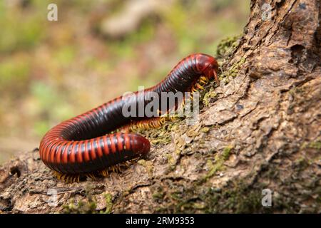 Tausendfüßler ruht auf der Baumkrone in Madagaskar. Aphistogoniulus corallipes im Wald. Rotes Insekt mit viel abgenutzten Beinen. Stockfoto