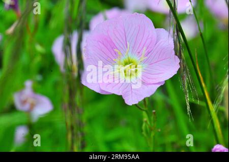 (140508) -- CHANGSHA, 8. Mai 2014 (Xinhua) -- Foto vom 8. Mai 2014 zeigt blühende Blumen in Changsha, der Hauptstadt der zentralchinesischen Provinz Hunan. (Xinhua/Long Hongtao) (yxb) CHINA-CHANGSHA-FLOWER(CN) PUBLICATIONxNOTxINxCHN Changsha 8. Mai 2014 XINHUA Foto aufgenommen AM 8. Mai 2014 zeigt blühende Blumen in Changsha Hauptstadt von Zentralchina S Hunan Provinz XINHUA Long Hongtao China Changsha Blume CN PUBLATIONxNOTxCHINxCHN Stockfoto