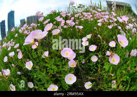 (140508) -- CHANGSHA, 8. Mai 2014 (Xinhua) -- Foto vom 8. Mai 2014 zeigt blühende Blumen in Changsha, der Hauptstadt der zentralchinesischen Provinz Hunan. (Xinhua/Long Hongtao) (yxb) CHINA-CHANGSHA-FLOWER(CN) PUBLICATIONxNOTxINxCHN Changsha 8. Mai 2014 XINHUA Foto aufgenommen AM 8. Mai 2014 zeigt blühende Blumen in Changsha Hauptstadt von Zentralchina S Hunan Provinz XINHUA Long Hongtao China Changsha Blume CN PUBLATIONxNOTxCHINxCHN Stockfoto