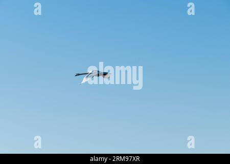Schwan fliegt mit breiten Flügeln der Sonne entgegen Stockfoto