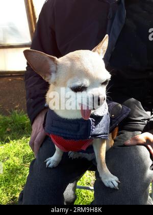 Kleiner Hund mit Gurtzeug, der auf dem Schoß des Besitzers sitzt Stockfoto