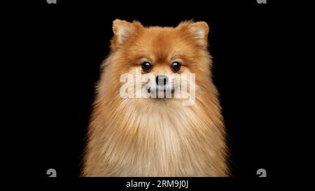 Pommersche Spitzhündin auf isoliertem schwarzem Hintergrund im Studio Stockfoto