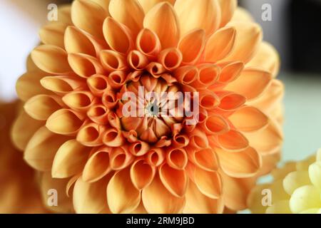 Einzelne helle orange Dahlienblüte auf weißem Hintergrund Stockfoto