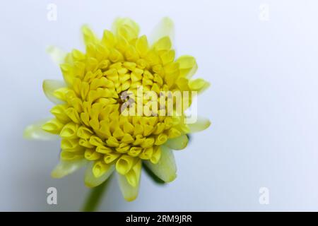 Einzelne helle gelbe Dahlienblüte auf weißem Hintergrund Stockfoto