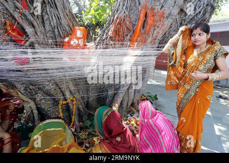 BHOPAL, May 29, 2013 (Xinhua) -- Hindu women tie sacred thread and offer prayers to a banyan tree on the occasion of Vat Savitri Puja in Bhopal, India, May 28, 2014. Religious rituals such as taking several rounds around a banyan tree tying a sacred thread, are observed by fasting married women for the health and longevity of their husbands. (Xinhua/Stringer) INDIA-BHOPAL-VAT SAVITRI FESTIVAL PUBLICATIONxNOTxINxCHN   Bhopal May 29 2013 XINHUA Hindu Women Tie Sacred Thread and OFFER Prayers to a Banyan Tree ON The Occasion of Vat  Puja in Bhopal India May 28 2014 Religious Ritual Search As Taki Stock Photo