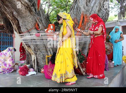 BHOPAL, May 29, 2013 (Xinhua) -- Hindu women tie sacred thread and offer prayers to a banyan tree on the occasion of Vat Savitri Puja in Bhopal, India, May 28, 2014. Religious rituals such as taking several rounds around a banyan tree tying a sacred thread, are observed by fasting married women for the health and longevity of their husbands. (Xinhua/Stringer) INDIA-BHOPAL-VAT SAVITRI FESTIVAL PUBLICATIONxNOTxINxCHN   Bhopal May 29 2013 XINHUA Hindu Women Tie Sacred Thread and OFFER Prayers to a Banyan Tree ON The Occasion of Vat  Puja in Bhopal India May 28 2014 Religious Ritual Search As Taki Stock Photo