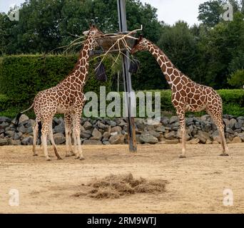 Ein Paar in Gefangenschaft gehaltener Giraffen („Giraffa“), die sich im Freien in einem staubigen und sandigen Gehege ernähren Stockfoto