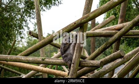 Eine in Gefangenschaft gehaltene Mutter Mandrillaffen („Mandrillus Sphinx“), die ihr kleines Baby putzt und putzt Stockfoto