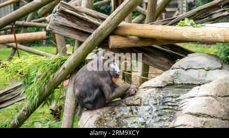 Ein gefangener Mandrillaffen („Mandrillus Sphinx“), der auf einem Felsen in einem Gehege in einem Wildpark sitzt Stockfoto