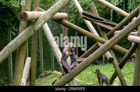 Ein gefangener Mandrillaffen („Mandrillus Sphinx“), der auf einem Felsen in einem Gehege in einem Wildpark sitzt Stockfoto