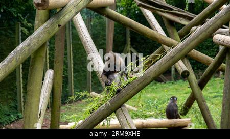 Ein gefangener Mandrillaffen („Mandrillus Sphinx“), der auf einem Felsen in einem Gehege in einem Wildpark sitzt Stockfoto