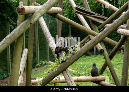 Ein gefangener Mandrillaffen („Mandrillus Sphinx“), der auf einem Felsen in einem Gehege in einem Wildpark sitzt Stockfoto