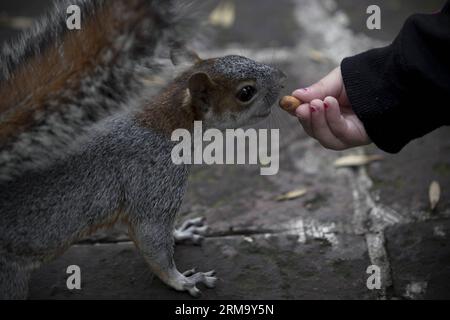 (140606) -- MEXIKO-STADT, 5. Juni 2014 (Xinhua) -- Eine Frau füttert ein Eichhörnchen am Weltumwelttag in Mexiko-Stadt, Hauptstadt von Mexiko, 5. Juni 2014. Der Weltumwelttag wird jedes Jahr am 5. Juni gefeiert, der von den Vereinten Nationen ins Leben gerufen wurde, um das globale Bewusstsein für Umweltfragen zu fördern. (Xinhua/Alejandro Ayala)(zhf) MEXIKO-MEXIKO STADT-WELT UMWELT TAG PUBLICATIONxNOTxINxCHN Mexiko-Stadt 5. Juni 2014 XINHUA eine Frau füttert ein Eichhörnchen AM WELTUMWELTTAG in Mexiko-Stadt Hauptstadt von Mexiko 5. Juni 2014 der WELTUMWELTTAG WIRD jedes Jahr AM 5. Juni gefeiert Stockfoto