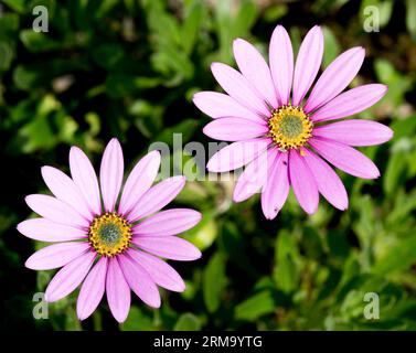 Osteospermum African Purple Daisy, Eine sich ausbreitende immergrüne Staude, mit eiförmigen, leicht gezahnten grünen Blättern und hellvioletten, wie Gänseblümchen ähnlichen Blüten Stockfoto