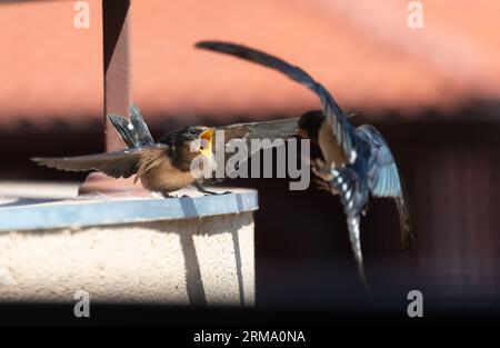 Ein junger Schwalbenvogel, der von seiner Mutter gefüttert wird Stockfoto