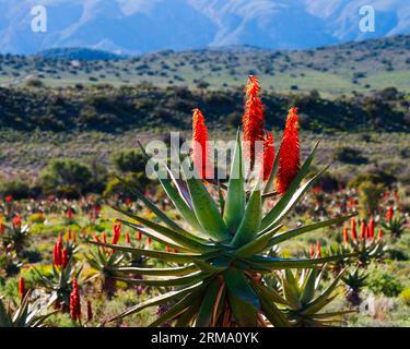 Ferienhaus im de Hoop Tal. Ein Landhaus im späten Nachmittagslicht eingebettet im de Hoop Tal in der Nähe von Uniondale, Western Cape. Stockfoto