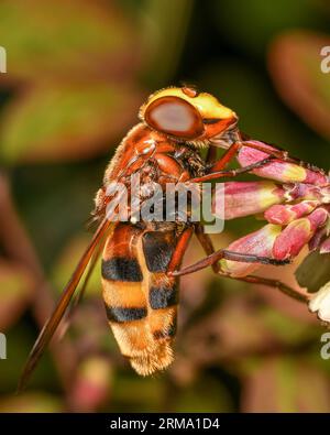 Hornet imitieren Hoverfly Volucella zonaria Stockfoto