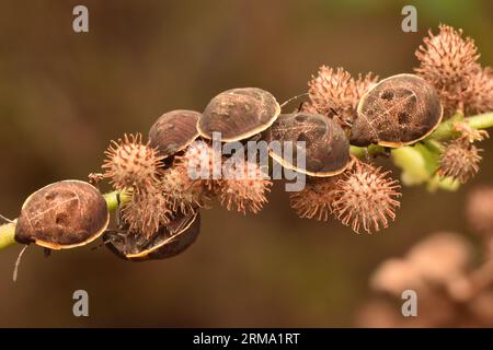 Eine Gruppe von Schildläusen, die auf Pflanzen ruhen. Hotea sp. Stockfoto