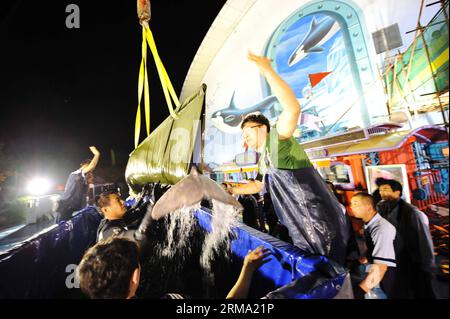 (140611) -- HARBIN, 11. Juni 2014 (Xinhua) -- Menschen bringen einen Belugawal bei seiner Ankunft im Harbin Polarland Themenpark in Harbin, Hauptstadt der nordöstlichen Provinz Heilongjiang, am 11. Juni 2014. Nach einer 20-stündigen Fahrt wurden am Mittwoch drei Weißwale aus Russland in den Park transportiert. (Xinhua/Wang Jianwei) (wf) CHINA-HARBIN-BELUGA-TRANSPORT (CN) PUBLICATIONxNOTxINxCHN Harbin 11. Juni 2014 XINHUA Prominente übertragen einen Beluga-Wal nach seiner Ankunft IM Harbin Polar Country Theme Park in HARBIN Hauptstadt von Nordostchina Provinz S Heilongjiang 11. Juni 2014 nach 20 Stunden S Stockfoto