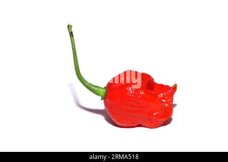 Rote scharfe Chilischoten, isoliert auf weiss Stockfoto