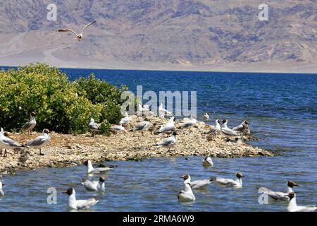 (140621) -- RUTOG, 20. Juni 2014 (Xinhua) -- Birds have a raast on a Bird Island at Banggong Lake National Forestry Park in Rutog County, Südwestchina s Tibet Autonomous Region, 20. Juni 2014. (Xinhua/Fan Shihui) (lfj) CHINA-RUTOG-BANGGONG LAKE-BIRDS (CN) PUBLICATIONxNOTxINxCHN 20. Juni 2014 XINHUA Birds have A Bird Island AT Lake National Forestry Park in County Southwest China S Tibet Autonomous Region June 20 2014 XINHUA Supporter Shihui China Lake Birds CN NCHINxBLINN Stockfoto