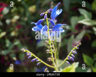 Salvia cacaliifolia Stockfoto