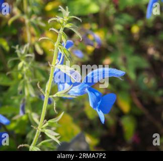 Salvia Patens "Blauer Engel" Stockfoto