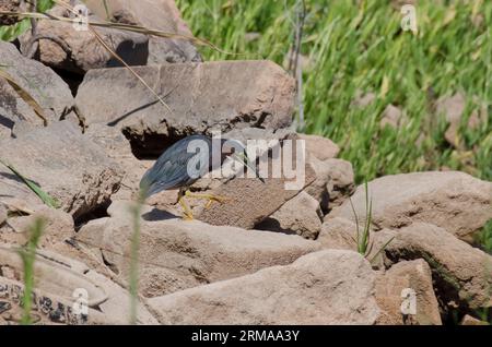 Grüner Reiher, Butorides virescens, auf Riprap Stockfoto