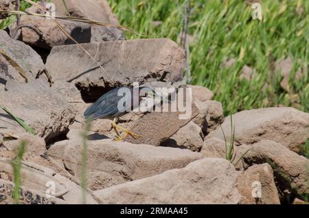 Grüner Reiher, Butorides virescens, auf Riprap Stockfoto