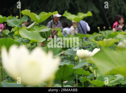 (140628) -- SHANGHAI, 28. Juni 2014 (Xinhua) -- Foto aufgenommen am 28. Juni 2014 zeigt Lotus im Guyi-Garten in der ostchinesischen Stadt Shanghai. Die zweite Lotusshow von Shanghai begann hier am Samstag. (Xinhua/Ding Ting)(wjq) CHINA-SHANGHAI-LOTUS SHOW (CN) PUBLICATIONxNOTxINxCHN Shanghai Juni 28 2014 XINHUA Foto aufgenommen AM Juni 28 2014 zeigt Lotus IM Garten in Ostchina S Shanghai Municipality die zweite Lotus Show von Shanghai startete hier Samstag XINHUA Thing Ting China Shanghai Lotus Show CN PUICATIONxNOTxCHINxCHN Stockfoto