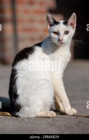 Weiße und schwarze Katze sitzt auf Beton und schaut mit einem blinden Auge auf die Kamera Stockfoto