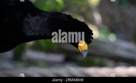 Black Curassow - Crax Alector, schwarzer wunderschöner Erdvogel aus südamerikanischen Wäldern Stockfoto