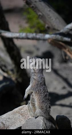 Erdmännchen Süße Erdmännchen blicken durch den Wald Stockfoto