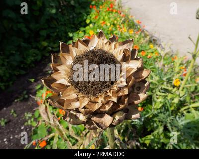 Karde, Cynara cardunculus Stockfoto