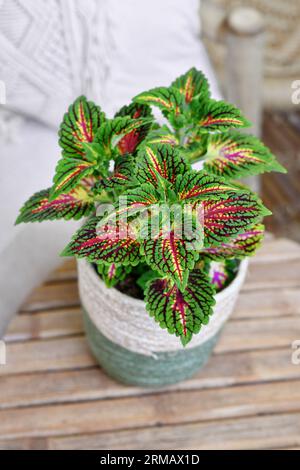 Bemalte Brennnesselpflanze „Coleus Blumei“ mit dunkelrosa Adern im Korbblumentopf auf dem Tisch Stockfoto