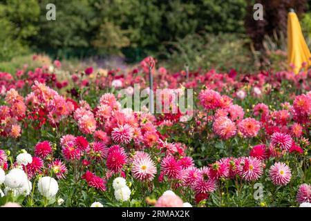 Atemberaubende rosa Dahlienblüten, fotografiert im Celebration Garden, Aylett Nurseries in der Nähe von St Albans, Hertfordshire UK im Spätsommer an einem bewölkten Tag. Stockfoto