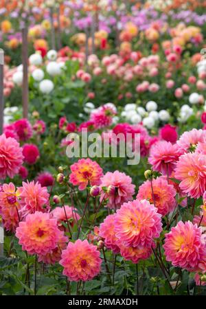 Atemberaubende rosafarbene Dahlienblüten der Kens Rarity, fotografiert im Celebration Garden, Aylett Nurseries, St Albans, Herts UK im Spätsommer an einem bewölkten Tag. Stockfoto