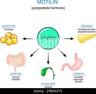 Motilin hormone and internal organs that reaction on polypeptide hormone. Gastrointestinal motility and Intestinal contractions. Migrating motor Stock Vector