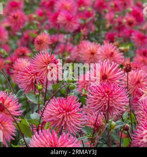 Atemberaubende rosa Blumen von Josudi Mercury Dahlia, fotografiert im Celebration Garden, Aylett Nurseries, St Albans, Hertfordshire UK im Spätsommer. Stockfoto