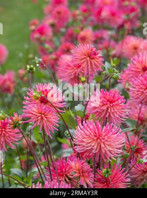 Atemberaubende rosa Blumen von Josudi Mercury Dahlia, fotografiert im Celebration Garden, Aylett Nurseries, St Albans, Hertfordshire UK im Spätsommer. Stockfoto