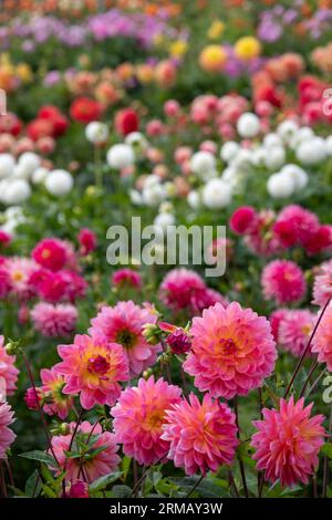 Atemberaubende rosafarbene Dahlienblüten der Kens Rarity, fotografiert im Celebration Garden, Aylett Nurseries, St Albans, Herts UK im Spätsommer an einem bewölkten Tag. Stockfoto