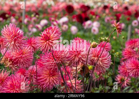 Atemberaubende rosa Blumen von Josudi Mercury Dahlia, fotografiert im Celebration Garden, Aylett Nurseries, St Albans, Hertfordshire UK im Spätsommer. Stockfoto