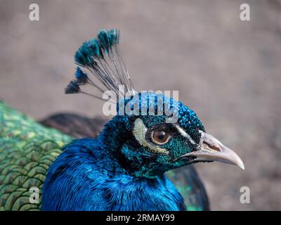 Blauer Pfau, Pavo cristatus, Hahn, Tierportrait, NRW, Deutschland Stockfoto