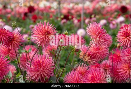 Atemberaubende rosa Blumen von Josudi Mercury Dahlia, fotografiert im Celebration Garden, Aylett Nurseries, St Albans, Hertfordshire UK im Spätsommer. Stockfoto