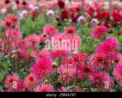 Atemberaubende rosa Blumen von Josudi Mercury Dahlia, fotografiert im Celebration Garden, Aylett Nurseries, St Albans, Hertfordshire UK im Spätsommer. Stockfoto