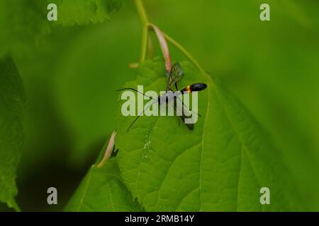 Colpotrochia cincta Familie Ichneumonidae Gattung Colpotrochia parasitoide Wespe wilde Natur-Insektenfototapete Stockfoto